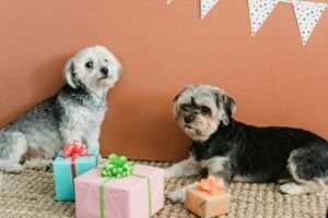 How Long Do Dogs Live? Lifespan by Size, Breed & What You Can Do