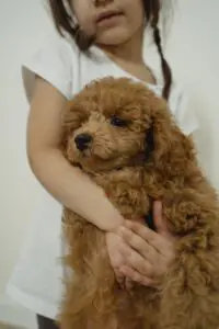 Best Dog Breeds for Families: 15 Loving, Kid-Friendly Choices